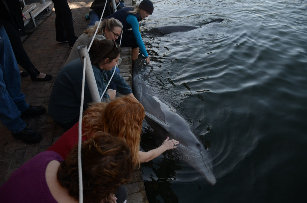 dolphine