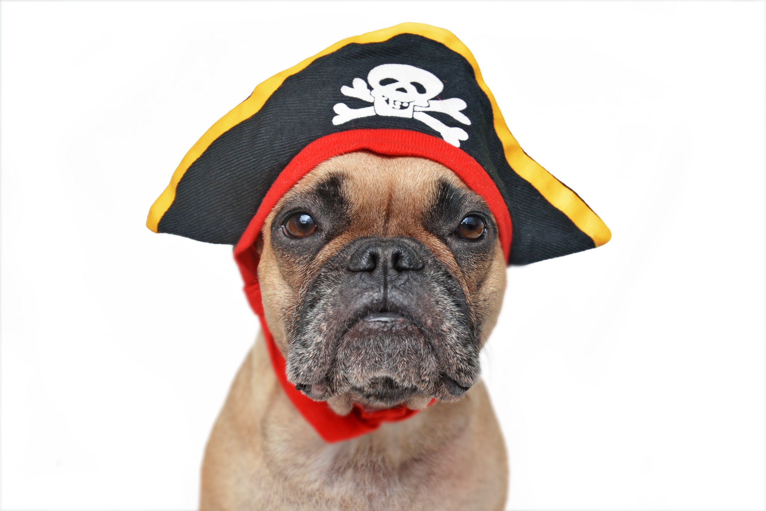 french bulldog pirate costume